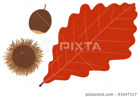 Illustration of autumnal oak leaves and acorns 91647317