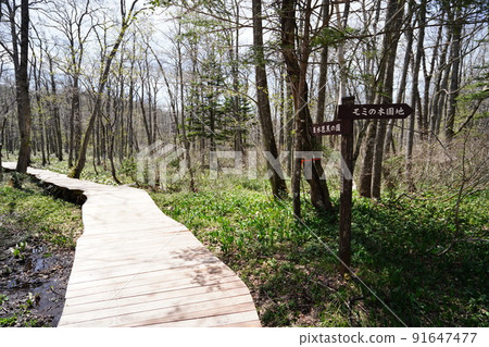 Mizubasho in Togakushi, Nagano Prefecture, from the path of Mizubasho to the entrance square, May 10, 2022 91647477