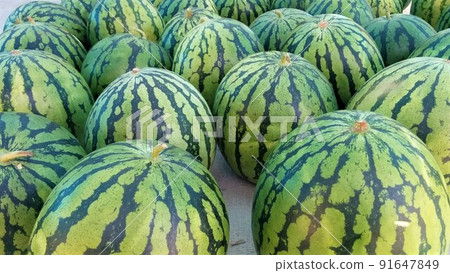 Yairo watermelon 91647849