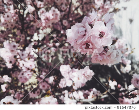 Cherry blossom close-up. Spring flowering cherry blossoms Cherry blossom close-up. Spring flowering cherry blossoms 91647876