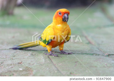The mini parrot bird on floor The mini parrot bird on floor 91647900
