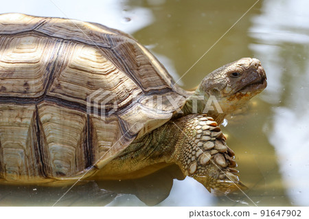 Close up head the big Sulcata tortoise in mini pool Close up head the big Sulcata tortoise in mini pool 91647902