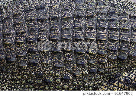 close up the crocodile skin for reptile animal skin and texture close up the crocodile skin for reptile animal skin and texture 91647903