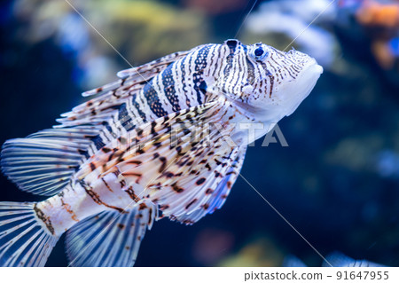 Hanturkey魚 Hanturkey魚 91647955