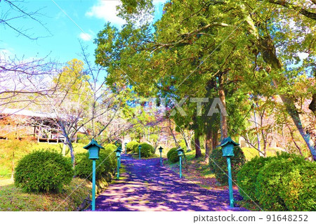 Negoro-ji Temple Autumn scenery 91648252
