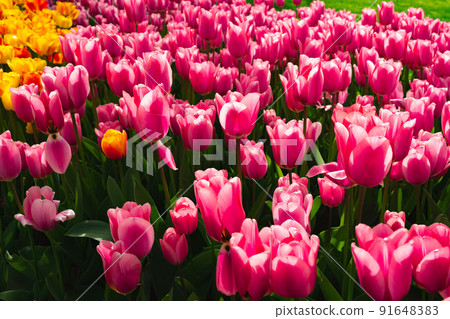 Pink tulips flowers blooming in beautiful garden 91648383