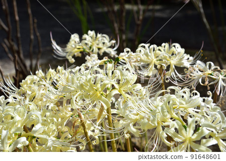 Cluster amaryllis of Taima-dera Okuin 91648601