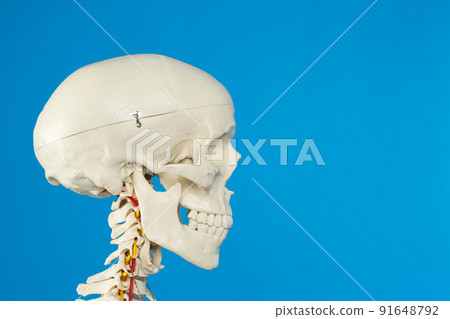Artificial human skeleton model on blue background, closeup. Space for text 91648792