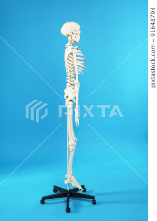 Artificial human skeleton model on blue background Artificial human skeleton model on blue background 91648793