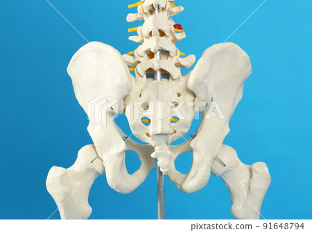 Artificial human skeleton model on blue background, closeup Artificial human skeleton model on blue background, closeup 91648794