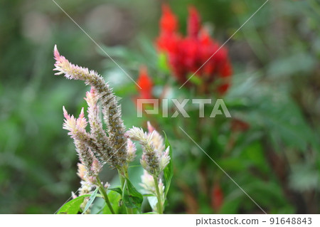 Burning flame flower Burning flame flower 91648843