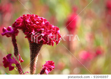 燃燒的火焰花 91648897
