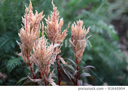 燃燒的火焰花 燃燒的火焰花 91648904