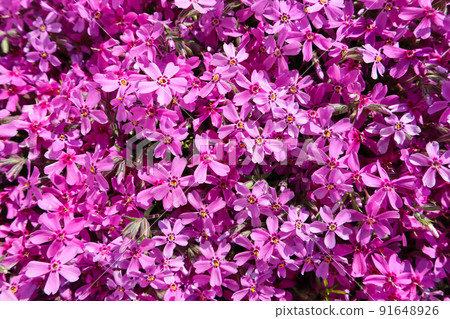 Background of pink flowers (Phlox) in spring 91648926