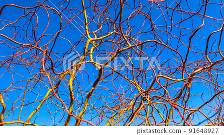Corkscrew golden willow branches against blue sky in winter sunny day. Salix Matsudana. Natural background Corkscrew golden willow branches against blue sky in winter sunny day. Salix Matsudana. Natural background 91648927