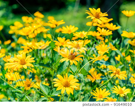 Beautiful scenery of early summer, full bloom of Jerusalem artichoke 91649010