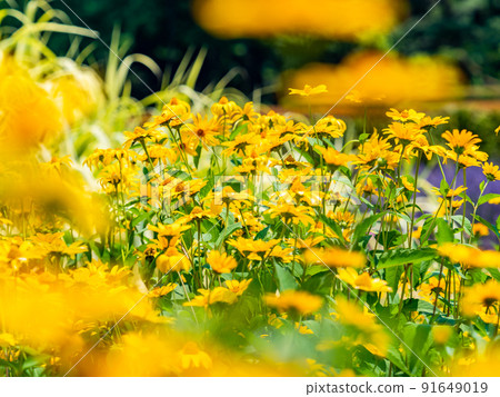 初夏美景，洋薊盛開 91649019