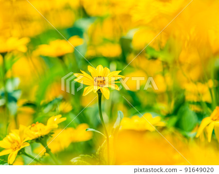 Beautiful scenery of early summer, full bloom of Jerusalem artichoke Beautiful scenery of early summer, full bloom of Jerusalem artichoke 91649020
