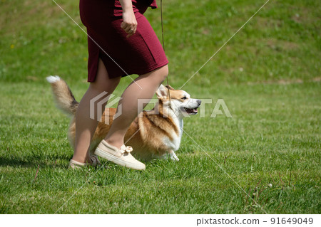 Training a Pembroke corgi dog walking nearby Training a Pembroke corgi dog walking nearby 91649049