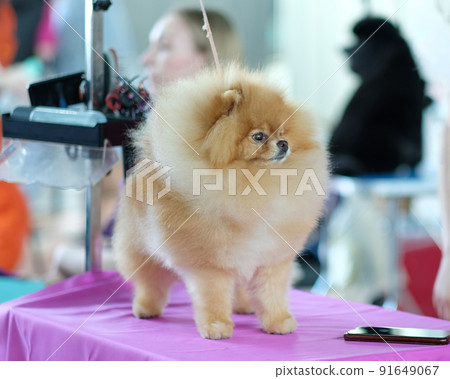 Young pomeranian dog close-up on the grooming table 91649067