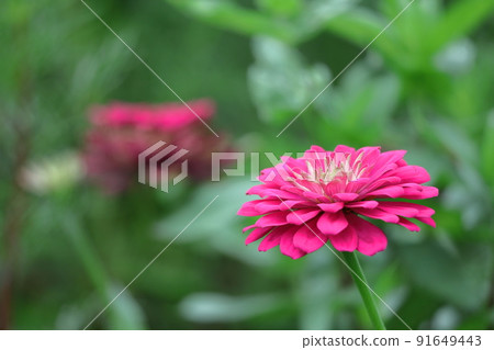 一朵經典的園藝花 一朵經典的園藝花 91649443
