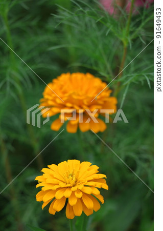 一朵經典的園藝花 一朵經典的園藝花 91649453