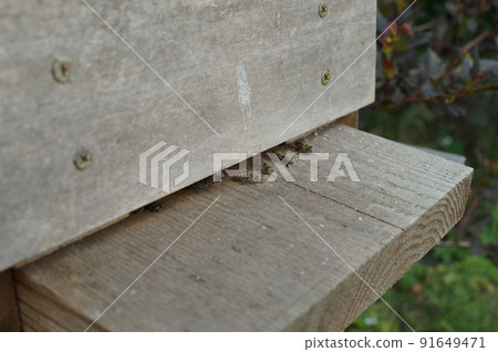 A bee coming in and out of a nest box A bee coming in and out of a nest box 91649471