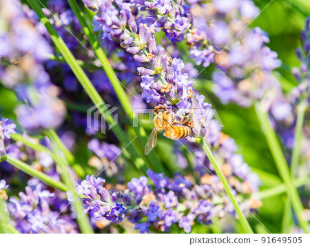 Beautiful scenery of early summer: Cute bees collecting nectar of lavender in full bloom 91649505