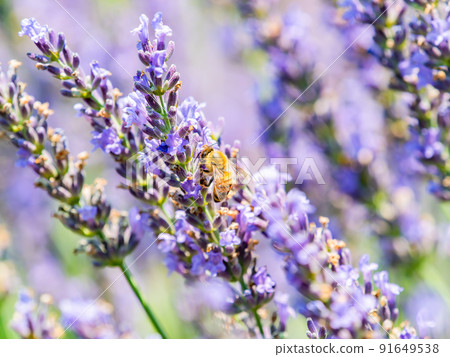 Beautiful scenery of early summer: Cute bees collecting nectar of lavender in full bloom 91649538