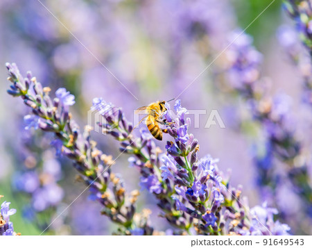 Beautiful scenery of early summer: Cute bees collecting nectar of lavender in full bloom 91649543