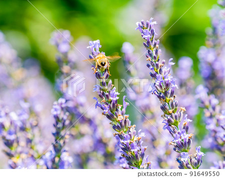 Beautiful scenery of early summer: Cute bees collecting nectar of lavender in full bloom 91649550