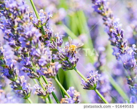 Beautiful scenery of early summer: Cute bees collecting nectar of lavender in full bloom Beautiful scenery of early summer: Cute bees collecting nectar of lavender in full bloom 91649583