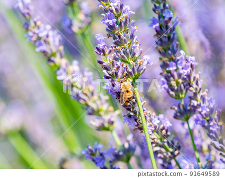 Beautiful scenery of early summer: Cute bees collecting nectar of lavender in full bloom Beautiful scenery of early summer: Cute bees collecting nectar of lavender in full bloom 91649589