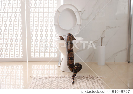 Brown boa constrictor on toilet bowl in bathroom 91649797
