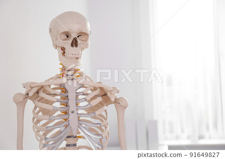 Human skeleton model in modern orthopedist's office 91649827