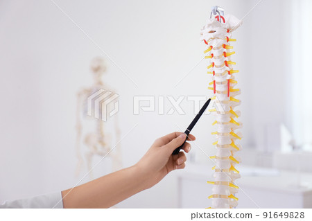 Orthopedist pointing on human spine model in clinic, closeup Orthopedist pointing on human spine model in clinic, closeup 91649828