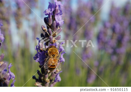 蜜蜂聚集在薰衣草花上 蜜蜂聚集在薰衣草花上 91650115