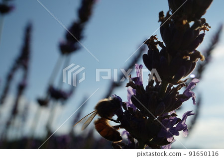 Bees gathering on lavender flowers Bees gathering on lavender flowers 91650116