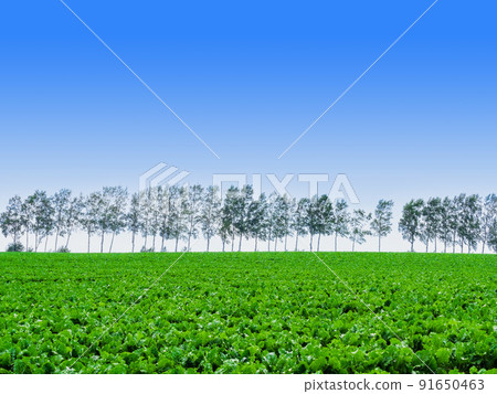 北海道/地球/自然形像美瑛 北海道/地球/自然形像美瑛 91650463