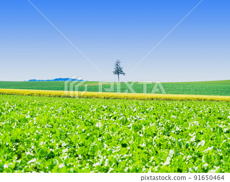 Hokkaido / earth / nature image Biei 91650464