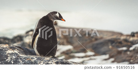 Penguins in Antarctica. Port Lockroy 91650516