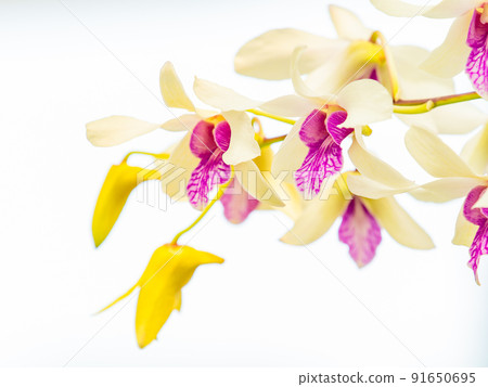Colorful and beautiful various orchids 91650695