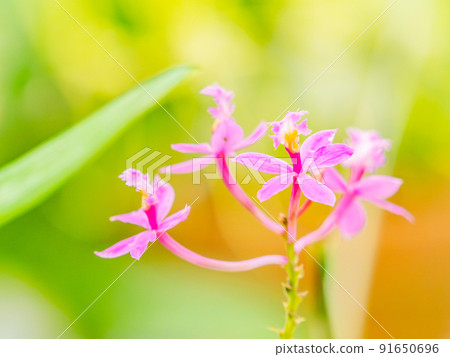 Colorful and beautiful various orchids 91650696