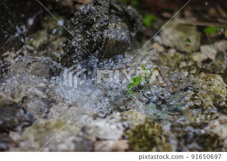 River water and leaves 91650697