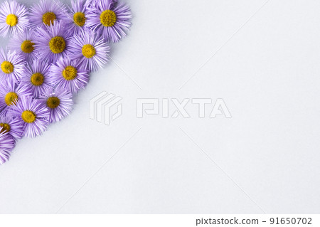 Purple erigeron flowers on a gray background with space for text. Summer flat lay 91650702