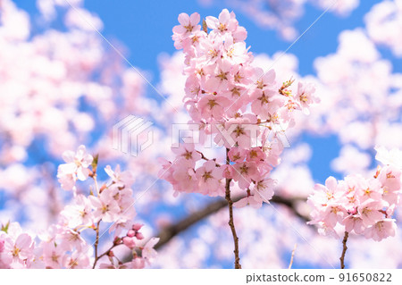 《長野縣》櫻花盛開，春天的高遠城跡公園 91650822