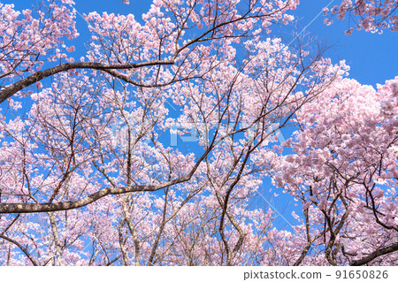 《長野縣》櫻花盛開，春天的高遠城跡公園 91650826