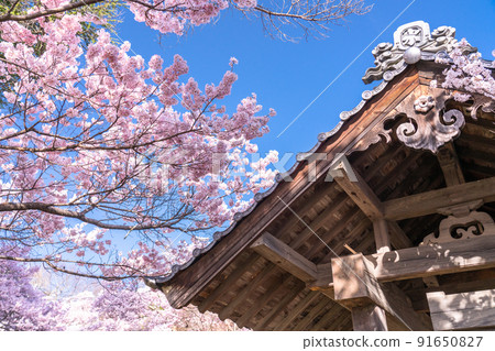 《Nagano Prefecture》 Cherry blossoms in full bloom, Takato Castle Ruins Park in spring 91650827