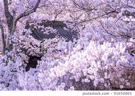 《長野縣》櫻花盛開，春天的高遠城跡公園 91650865