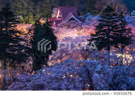 《長野縣》櫻花盛開，春天的高遠城跡公園 91650876